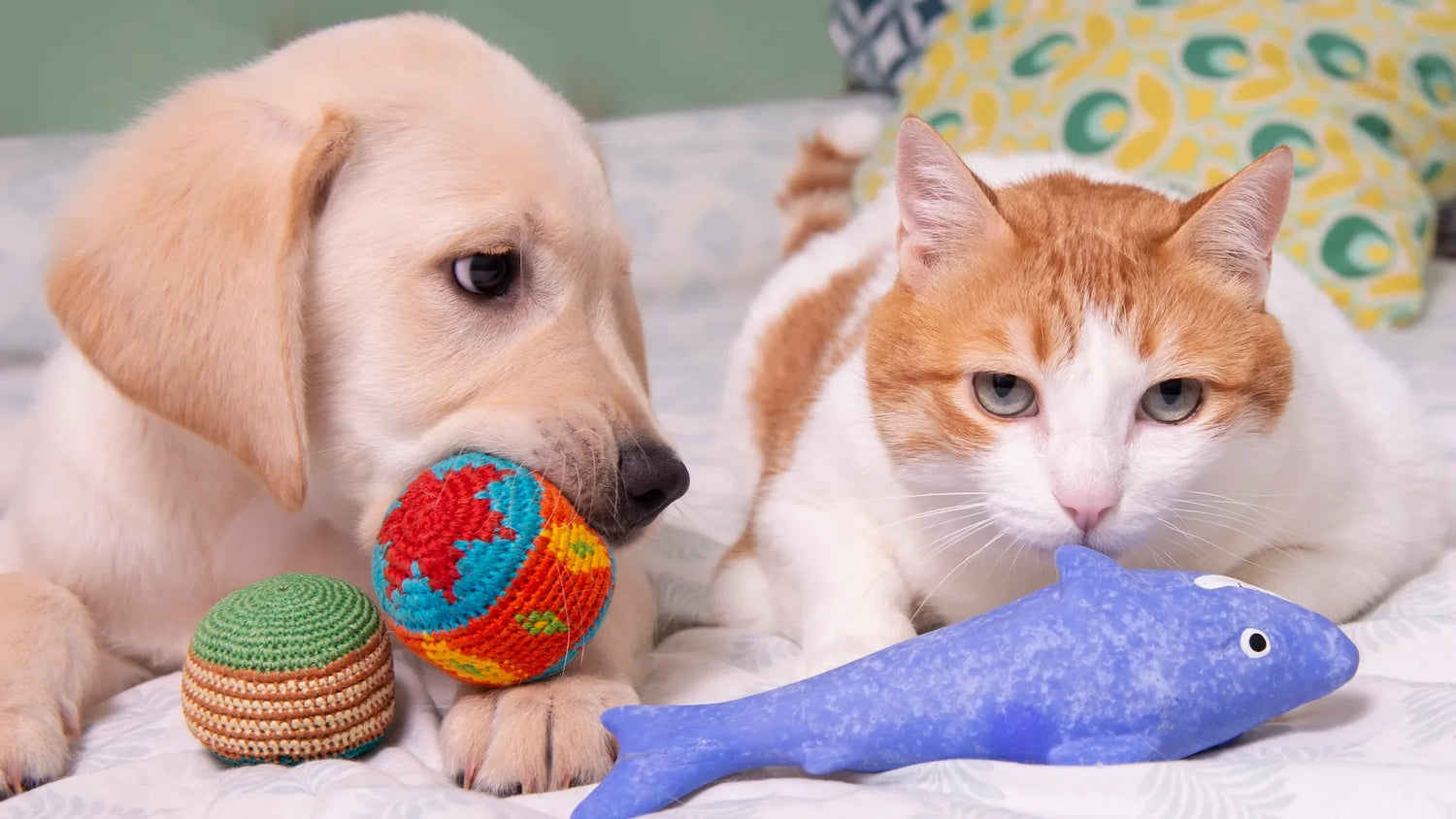 Cat and Dog Toys